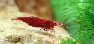 keeping fire red shrimp tropical fish