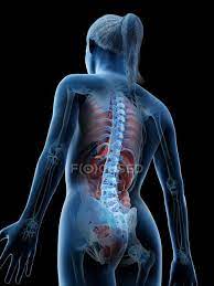 It is the surface of the body opposite from the chest and the abdomen.the vertebral column runs the length of the back and creates a central area of recession. Human Body Model Showing Female Anatomy With Internal Organs In Rear View Digital 3d Render Illustration Normal Healthy Stock Photo 308619720