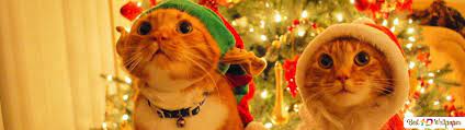 Kitty Christmas Holiday HD wallpaper ...