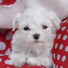 When you visit a litter of maltese puppies they should all look bright eyed and be lively. 1 Maltese Puppies For Sale In Seattle Wa Uptown