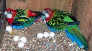 fresh and fertile parrot eggs