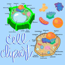 Leucoplast only animal cells have lysosomes (however, recent, and controversial, research suggests that some plant cells may have lysosomes), and only plant cells. Plant Cell Unlabeled Worksheets Teaching Resources Tpt