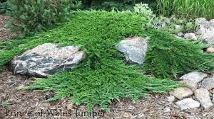 how to prune spreading junipers to