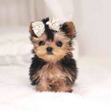 yorkie puppies the left paw