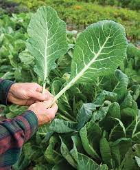growing collard greens how to sow