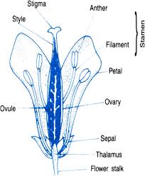 Those with only female parts are called carpellate or pistillate flowers. Draw A Labelled Diagram Of The Longitudinal Section Of A Flower From Science How Do Organisms Reproduce Class 10 Cbse