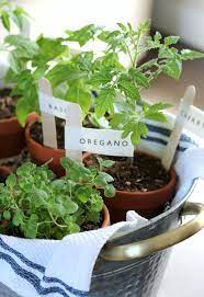 Grow A Tomato Sauce Garden Gift Basket