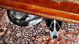 my dog suddenly sleeping under the bed