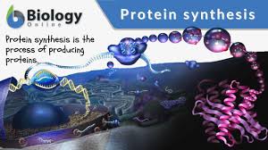 protein synthesis definition and