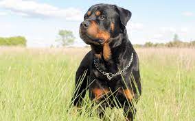 por rottweiler questions answers