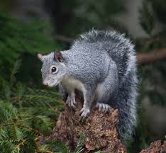 California gray squirrel | Squirrel, California, Grey