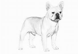 If you would like to expand your search outside of french bulldog puppies listed in oklahoma city, oklahoma, then perhaps you would be interested in the following puppies. Companion Dogs French Bulldog For Sale In Oklahoma City Agriseek Com
