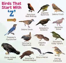 birds that start with z