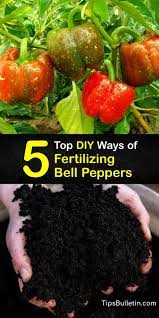 bell pepper fertilizer diy organic