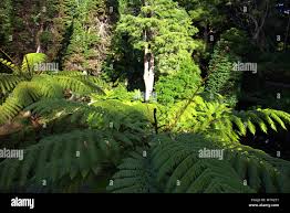 Pteridofite High Resolution Stock Photography and Images - Alamy