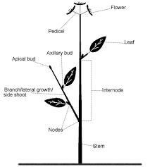 parts of a stem gardening tips and