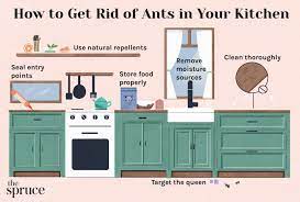 how to get rid of ants in your kitchen