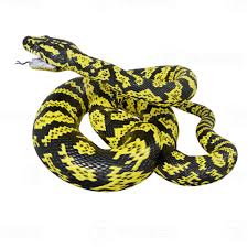 zebra jungle carpet python 3d