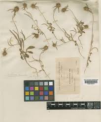 Lomelosia divaricata (Jacq.) Greuter & Burdet | Plants of the World ...