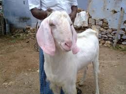 Tellicherry Goat Characteristics Growth Rate Milk Yield