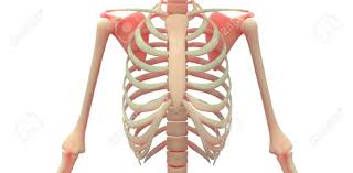 See more ideas about anatomy art, anatomy drawing, drawings. Human Body Diagram Ribs Human Anatomy