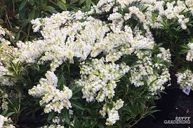It only takes a minute to sign up. The Best Early Spring Flowering Shrubs For The Garden