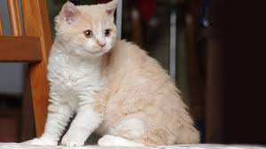 There are several reasons this can happen. Selkirk Rex Cats Pet Health Insurance Tips