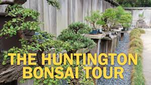 bonsai collection at the huntington