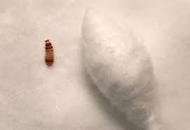 carpet beetle larvae in scalp quick