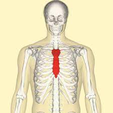 The diaphragm is the muscle beneath the lungs which regulates our breathing. Sternum Wikipedia