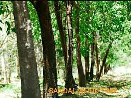 #gandham ramulu anna birthday celebration. What Is The Process For The Cultivation And Selling Sri Gandham Trees In Andhra Pradesh Quora