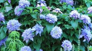 Clematis vine heights vary from only 4 feet (1.2 m.) up to 25 feet (7.6.). Growing Clematis The Queen Of The Vines Morning Ag Clips