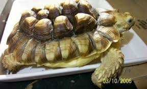how to care for your sulcata tortoise