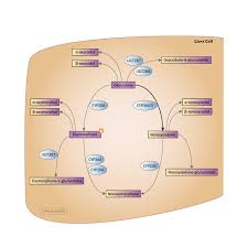 Oxycodone Pathway Pharmacokinetics Overview