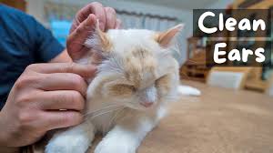 how to clean your cat s ear at home 6