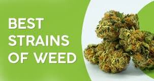 Image result for Weed Strains