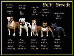 Misconception Of The Breeds Pitbull Terrier Bully Dog