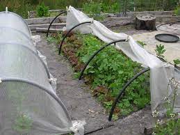 How To The Veggie Patch