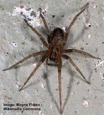 types of florida spiders with pictures