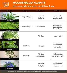 Plants Safe For Cats To Nibble Indoor