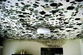 fort lee mold removal company mold