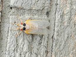 We are a small group of three; Warm Temps Will Bring Cicada Tsunami This Week Expert Says Wtop