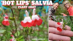 pruning salvia hotlips why when