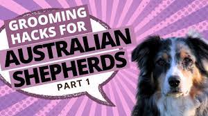 how to groom an australian shepherd