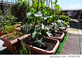 Vegetable Garden And Vegetables
