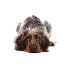 The cost of an german wirehaired pointer puppy varies depending on the breeder's locale, whether the pup is male or female, what titles his parents have, and whether he is best suited for the show ring or a pet home. German Wirehaired Pointer Puppies Petland Gallipolis Oh