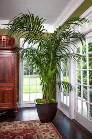 Indoor Palm Trees Care Types