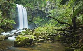 109 best rainforest ✓ free stock photos download for commercial use in hd high. Rainforest Wallpapers Full Hd Wallpaper Search Waterfall Wallpaper Waterfall Daintree Rainforest