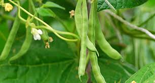 bean growing guide tui prepare