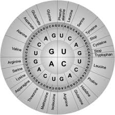 Definition Of The Genetic Code Chegg Com